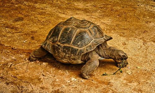 High angle view of tortoise on land