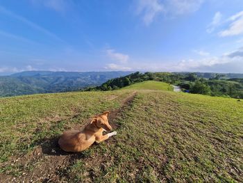 View of a dog on field against sky