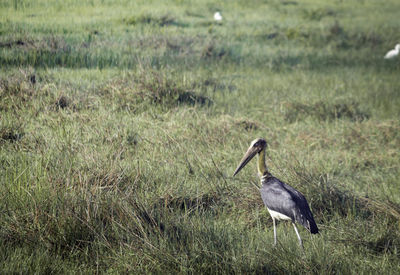 Side view of a bird on field