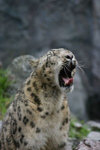 Close-up of a snow leopard looking away
