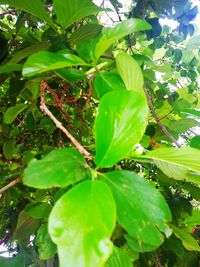 Low angle view of fruits on tree