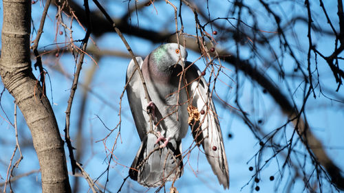 Low angle view of bird perching on branch