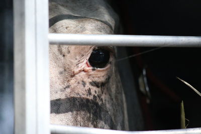 Close-up of horse in ranch