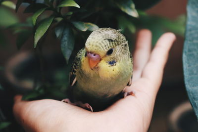 Close-up of hand holding a bird