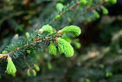 Close-up of insect on pine tree