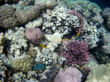 View of coral in sea