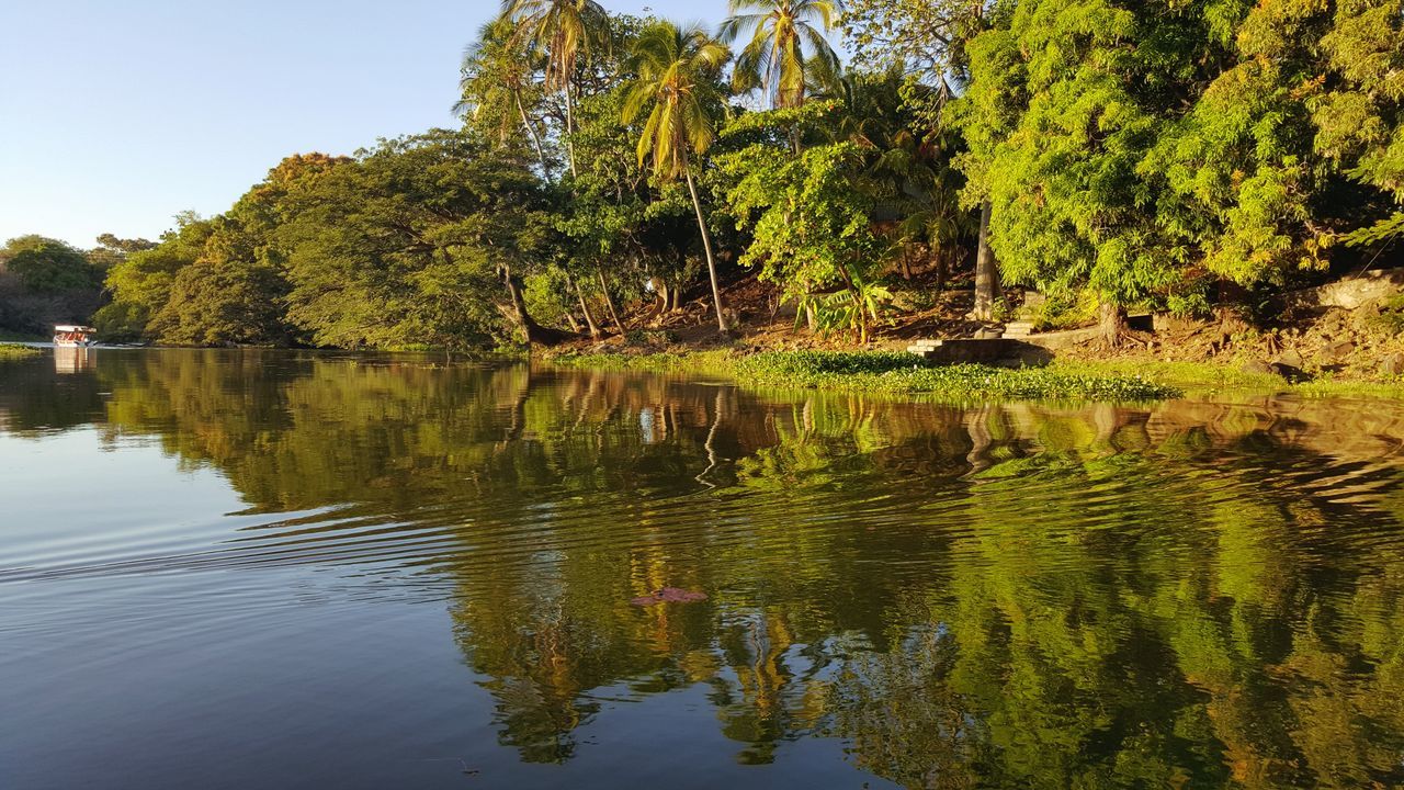 tree, reflection, water, lake, no people, outdoors, growth, nature, scenics, day, sky, beauty in nature