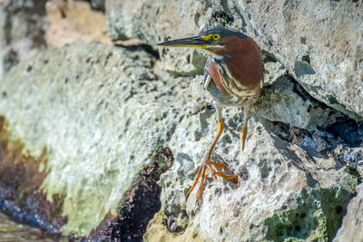 Close-up of bird perching on rock