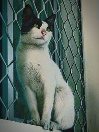 Close-up of cat in cage