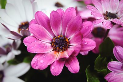 Close-up of pink flower