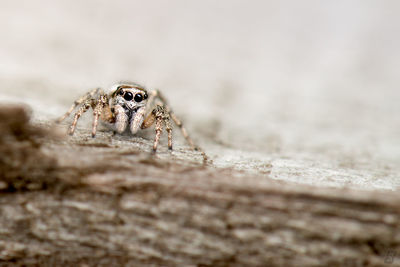 Close-up of spider