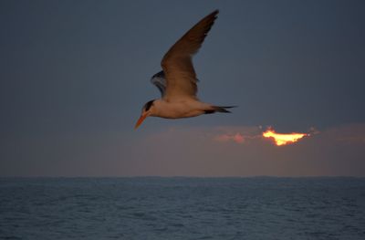 Bird flying over sea against sky