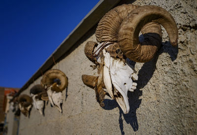 Low angle view of animal skull on wall