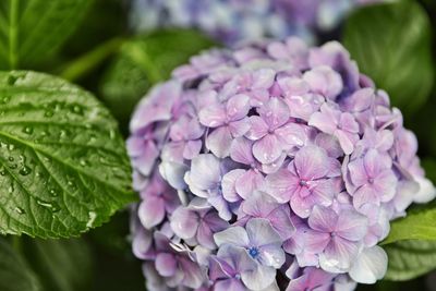 Close-up of pink hydrangea flowers