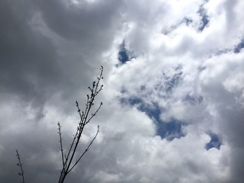 Low angle view of plant against cloudy sky
