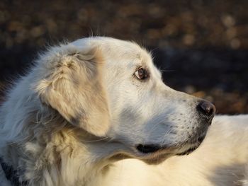 Close-up of dog looking away