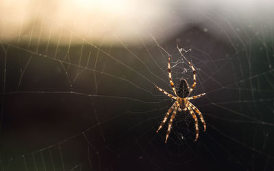 Close-up of spider on web