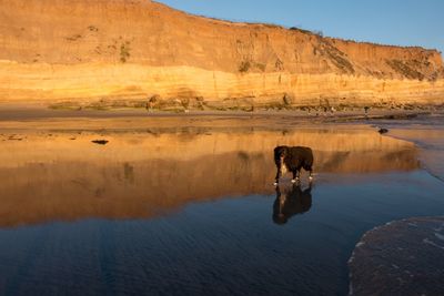 Portrait of bear walking in lake against mountains