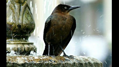 Close-up of bird