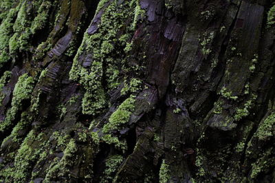 Close-up of moss on tree trunk