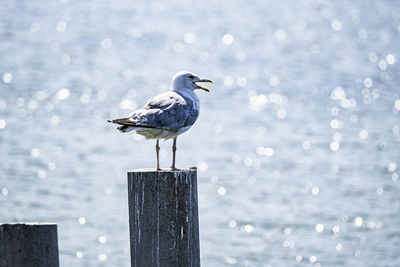 Seagull perching on wooden post