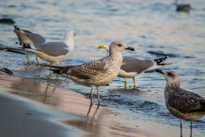 Flock of seagulls on beach