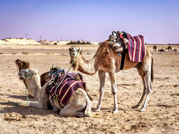 Camels in a desert