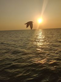 Silhouette of bird flying over sea during sunset