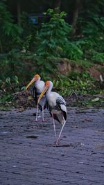 The birds are eating each other in the evening.