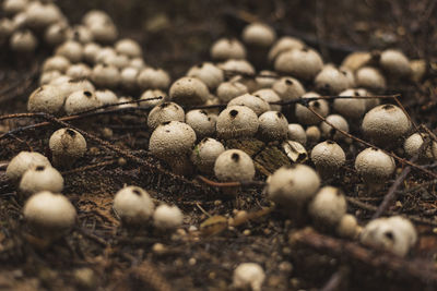 Close-up of dry leaves