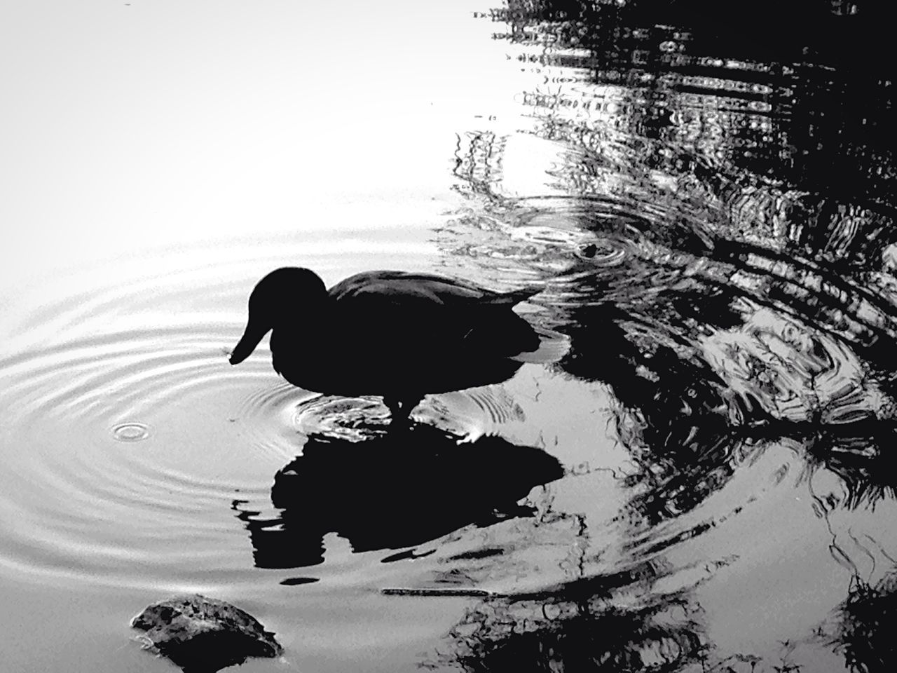 water, animal themes, reflection, lake, one animal, bird, silhouette, waterfront, nature, tranquility, duck, animals in the wild, swimming, wildlife, black color, rippled, outdoors, dog, full length, clear sky