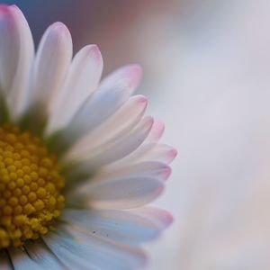 The beautiful white daisy in the garden in the nature