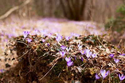 Close-up of purple crocus flowers on field