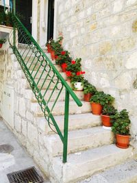 Potted plant on steps