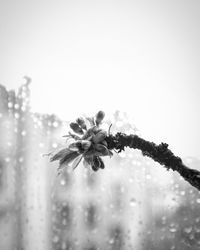 Close-up of flower against clear sky