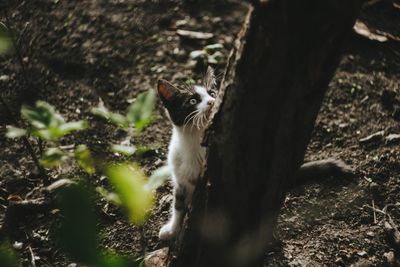 Squirrel on tree trunk