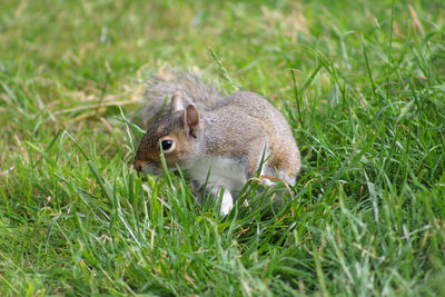 Close-up of a rabbit on field