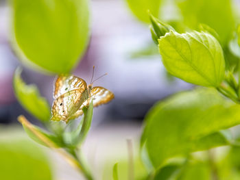 Close-up of butterfly on flower