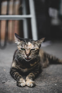 Close-up of cat sitting on street