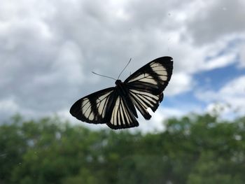 Close-up of butterfly flying