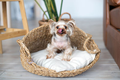 Cute yorkshire terrier. clothes for pets. little york sits in a basket and looks at the camera