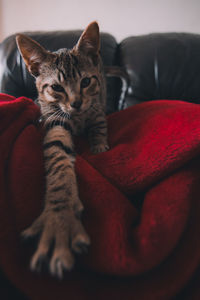 Cat resting on sofa at home