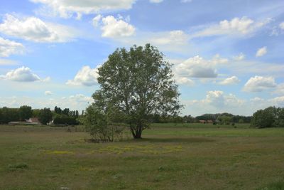 Trees on field against sky