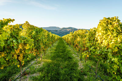 Scenic view of vineyard against sky