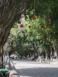 Trees growing in park