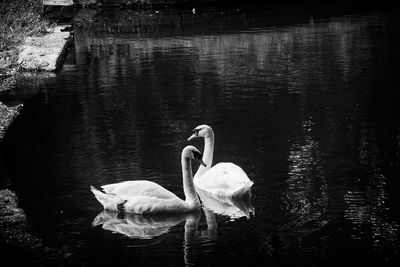 Swan swimming in lake