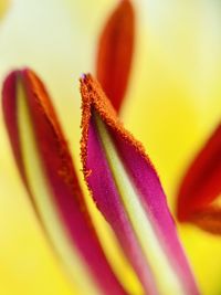 Macro shot of orange flower head