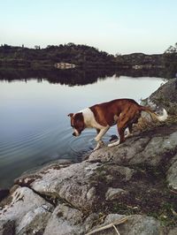 Dog standing on rock by lake against sky