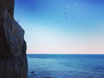 Low angle view of birds flying over sea against clear sky