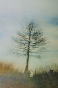 Bare tree on field against sky